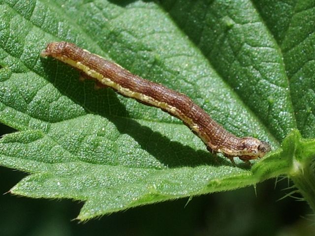 Alcuni bruchi da identificare o confermare