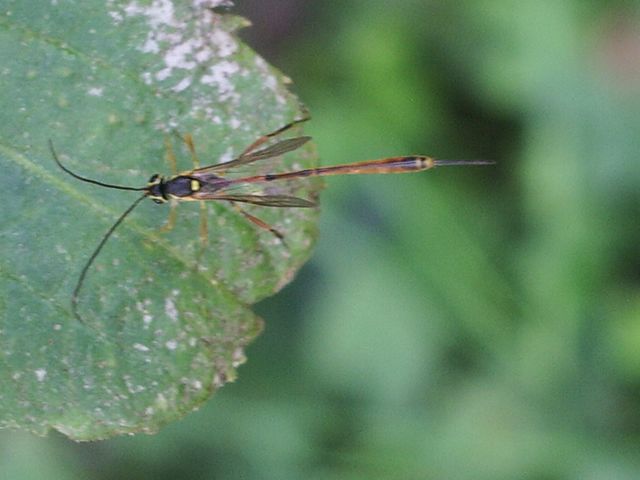 Ichneumonidae Anomaloninae