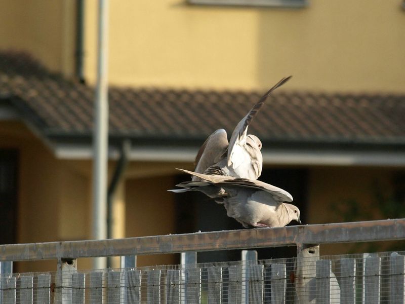 Tortore dal collare in intimita''