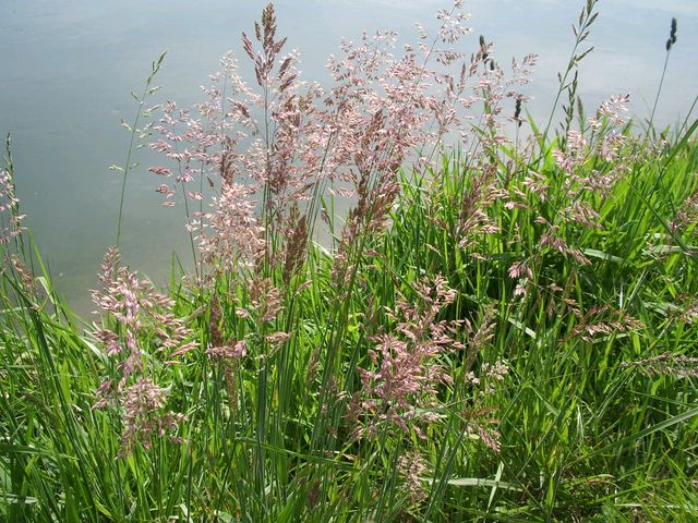 Sorghum halepense