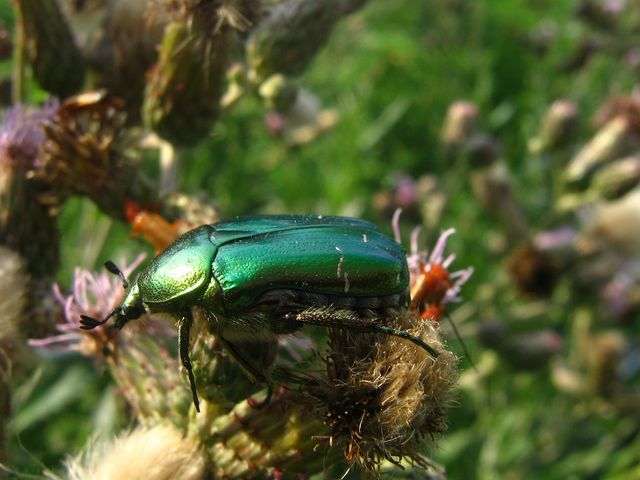 Cetonia aurata  pisana