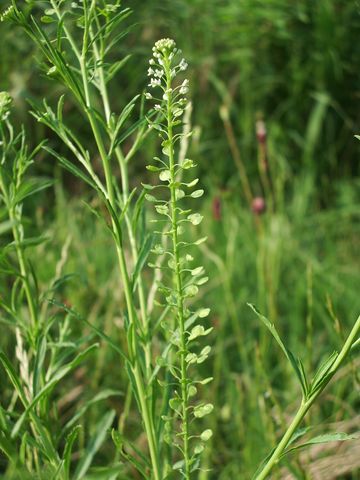 Lepidium ruderale / Lepidio dei calcinacci