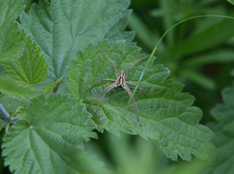Pisaura mirabilis ?