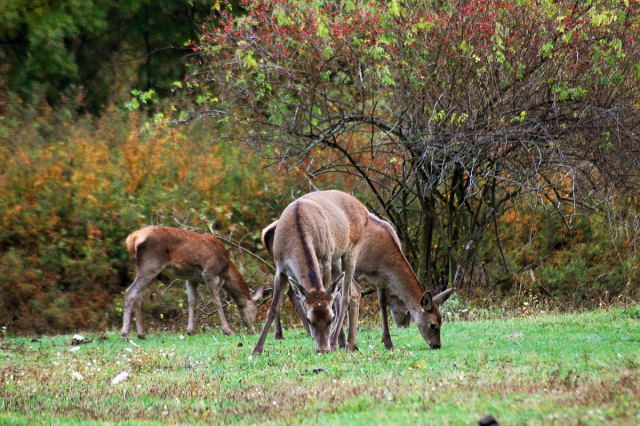 PASSIONE PER IL CERVO