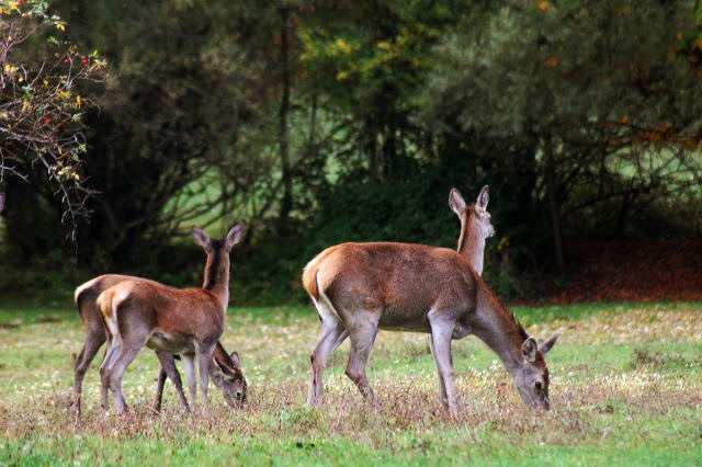 PASSIONE PER IL CERVO