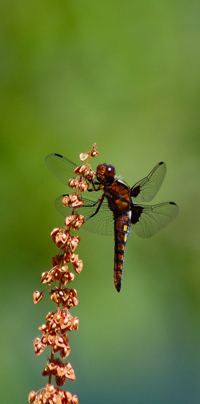Identificazione Libellula - Libellula depressa