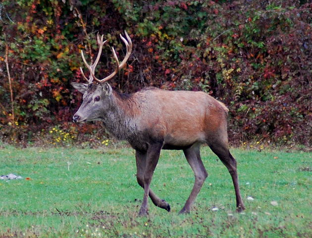 PASSIONE PER IL CERVO