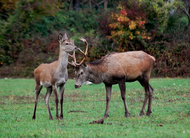 PASSIONE PER IL CERVO
