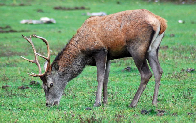 PASSIONE PER IL CERVO