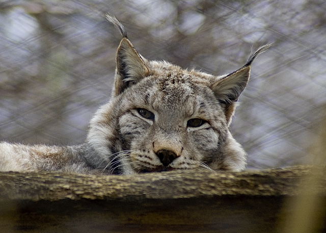 Occhio di Lince