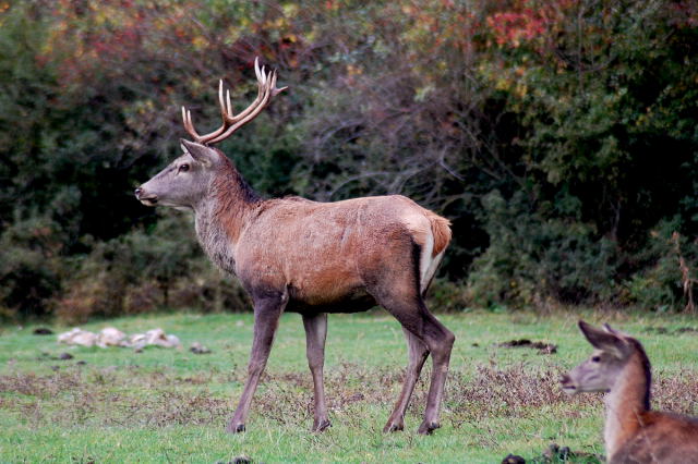 PASSIONE PER IL CERVO