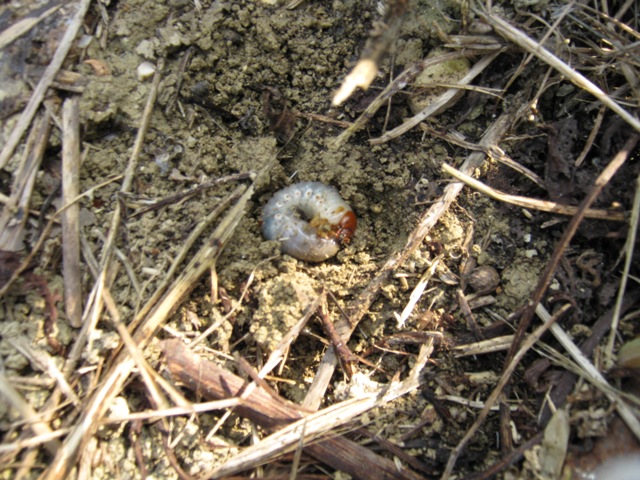 Larva