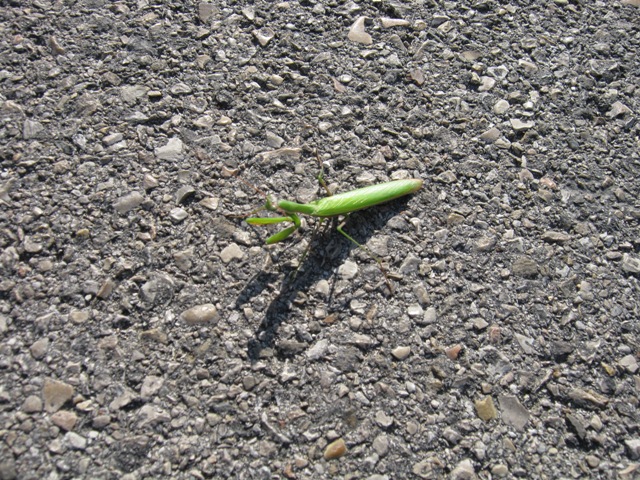 Maschio di Mantis religiosa