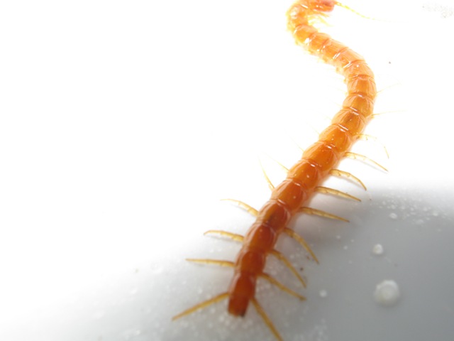 Litobiomorpho e Cryptopidae