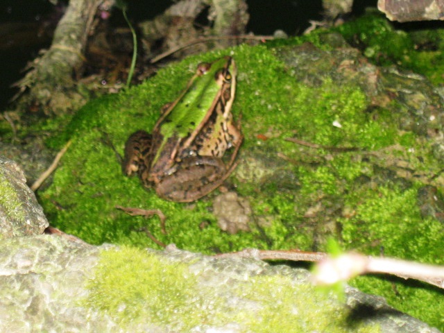 Rana - Pelophylax sp.
