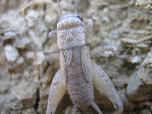 Ninfa di Eumodicogryllus bordigalensis