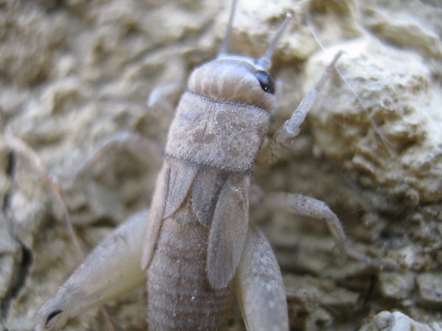 Ninfa di Eumodicogryllus bordigalensis