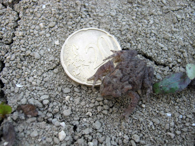 Piccolo di Bufo Bufo