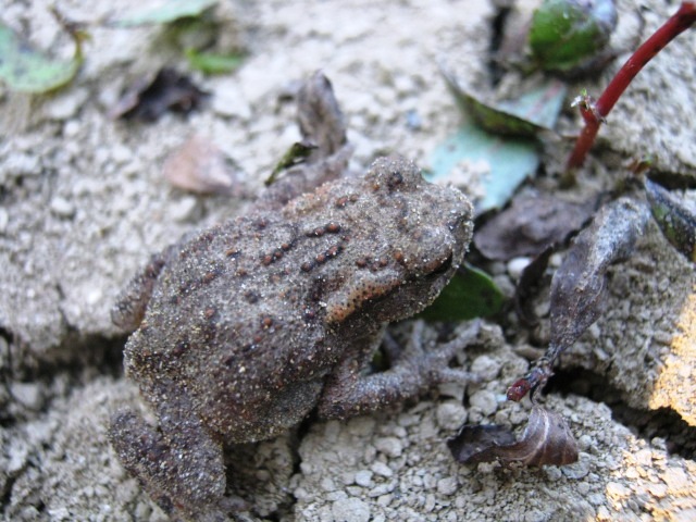 Piccolo di Bufo Bufo