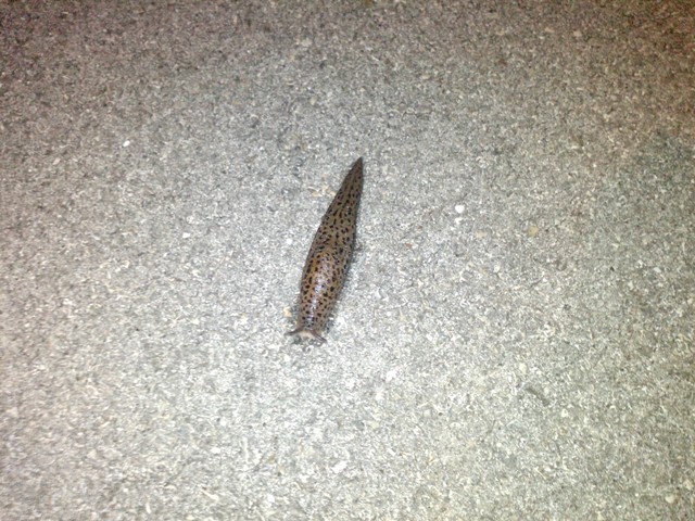 Limax maximus da Montefano (MC)