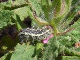 lepidoptera