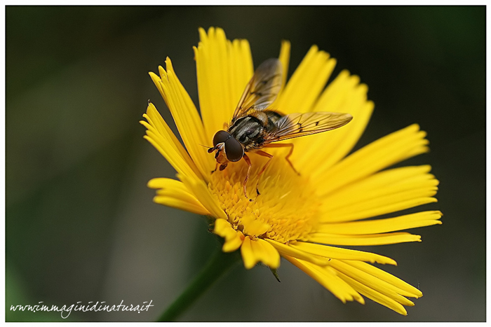 Volucella inanis ??? certamente no... Ferdinandea cuprea