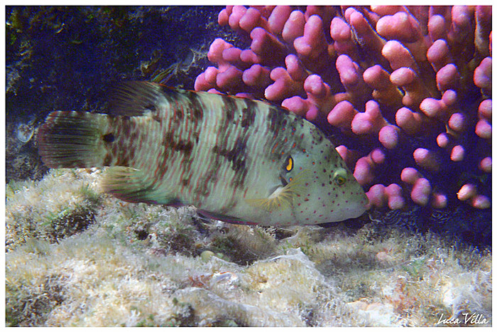 Riconoscimento pesce tropicale