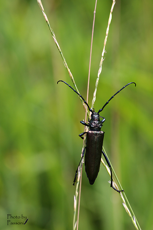 Aiuto per identificazione! Aromia moschata