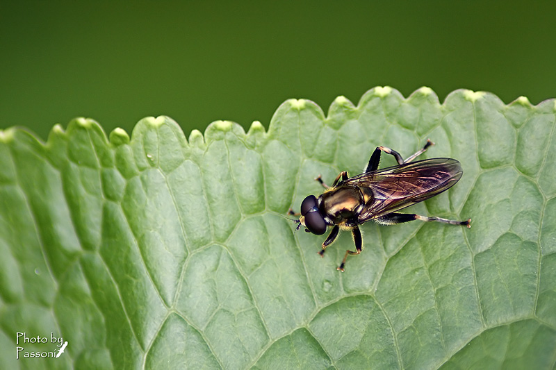 Xylota cfr segnis (Syrphidae)