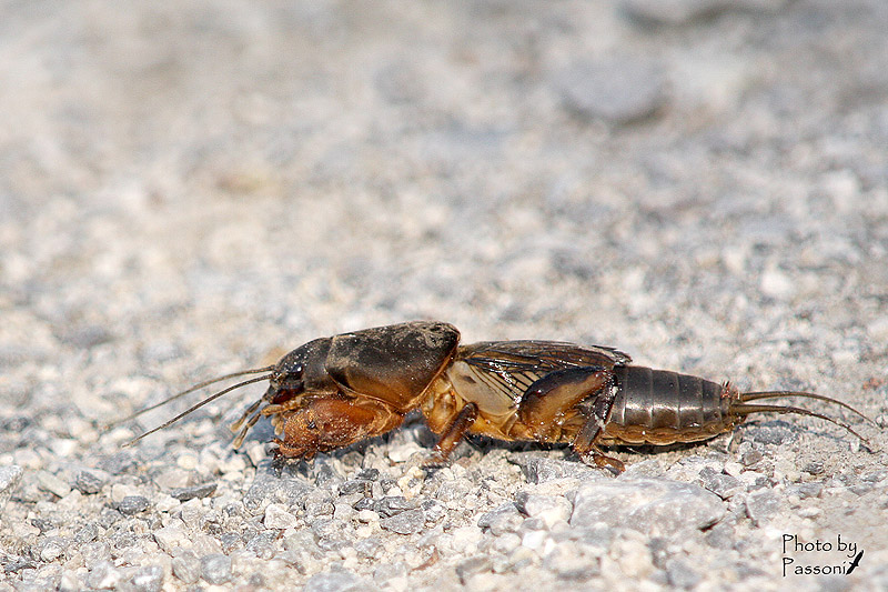 Gryllotalpa sp. - Riepilogo sulle specie italiane