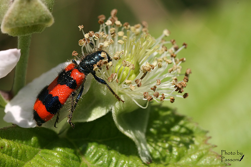 Aiuto id! Trichodes apiarius