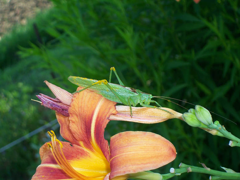 Cavalletta: Tettigonia viridissima