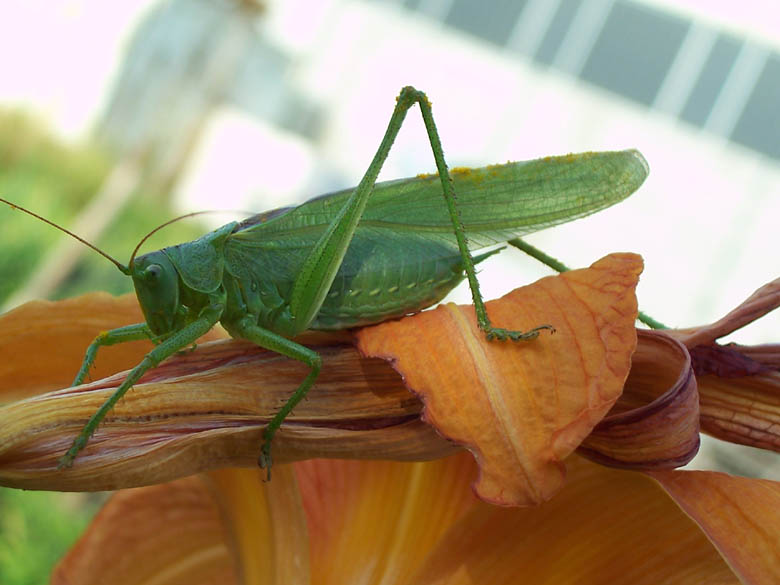 Cavalletta: Tettigonia viridissima