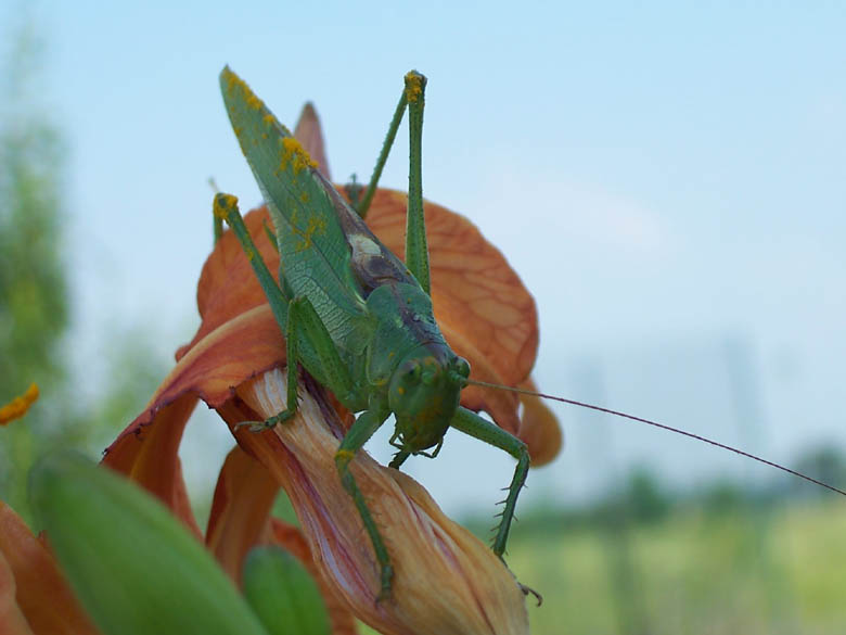 Cavalletta: Tettigonia viridissima