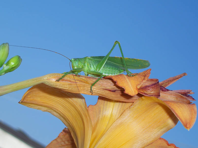 Cavalletta: Tettigonia viridissima