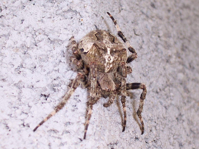 Araneus angulatus