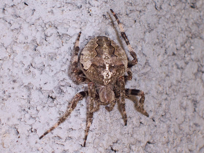 Araneus angulatus