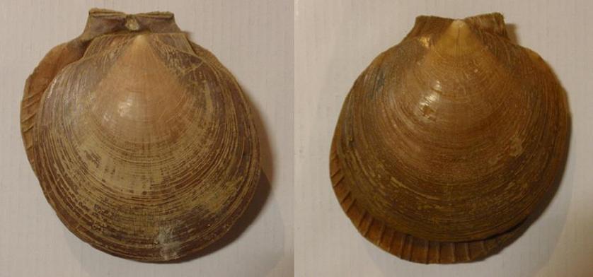 Simone, non mi sono dimenticato!   (Amusium cristatum)