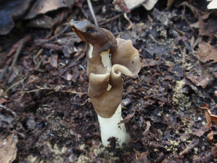 Colline astigiane: Helvella monachella