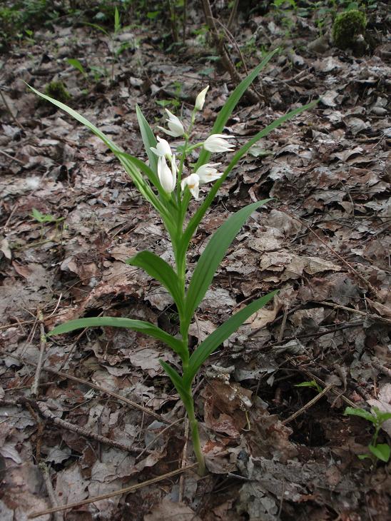 Cephalanthera longifolia con foglie bicromatiche