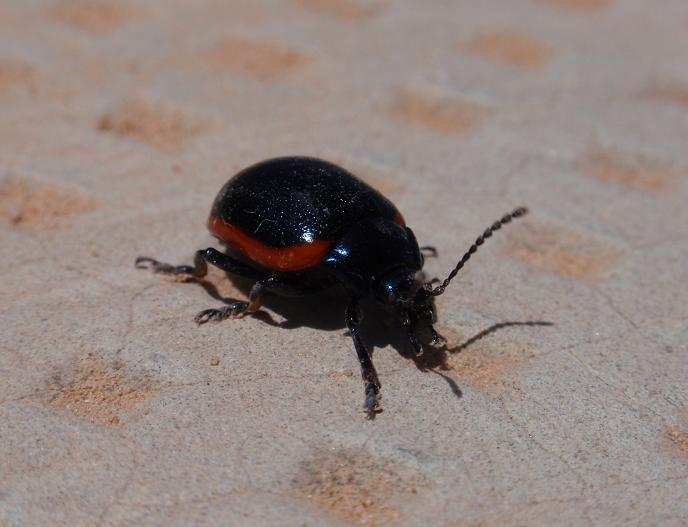 Coleottero nero con bordo rosso: Chrysolina rossia