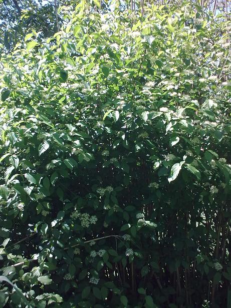 Cornus sanguinea