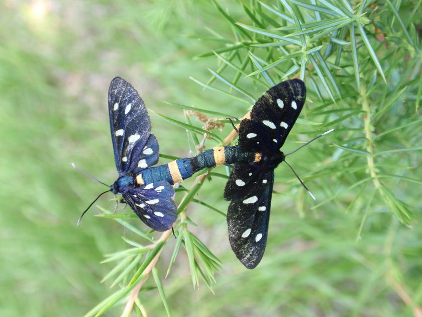 Accoppiamento Amata phegea