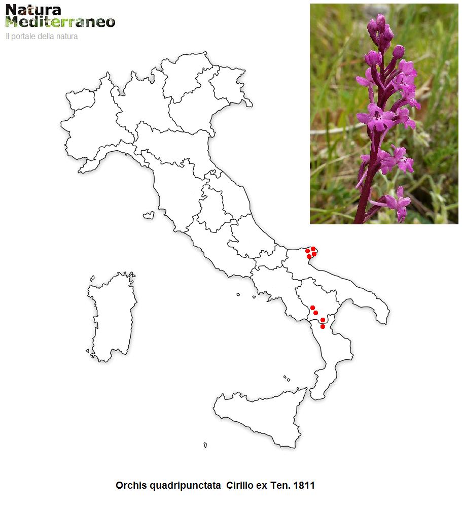 MAPPE DI DISTRIBUZIONE ORCHIDEE SPONTANEE - Prima parte