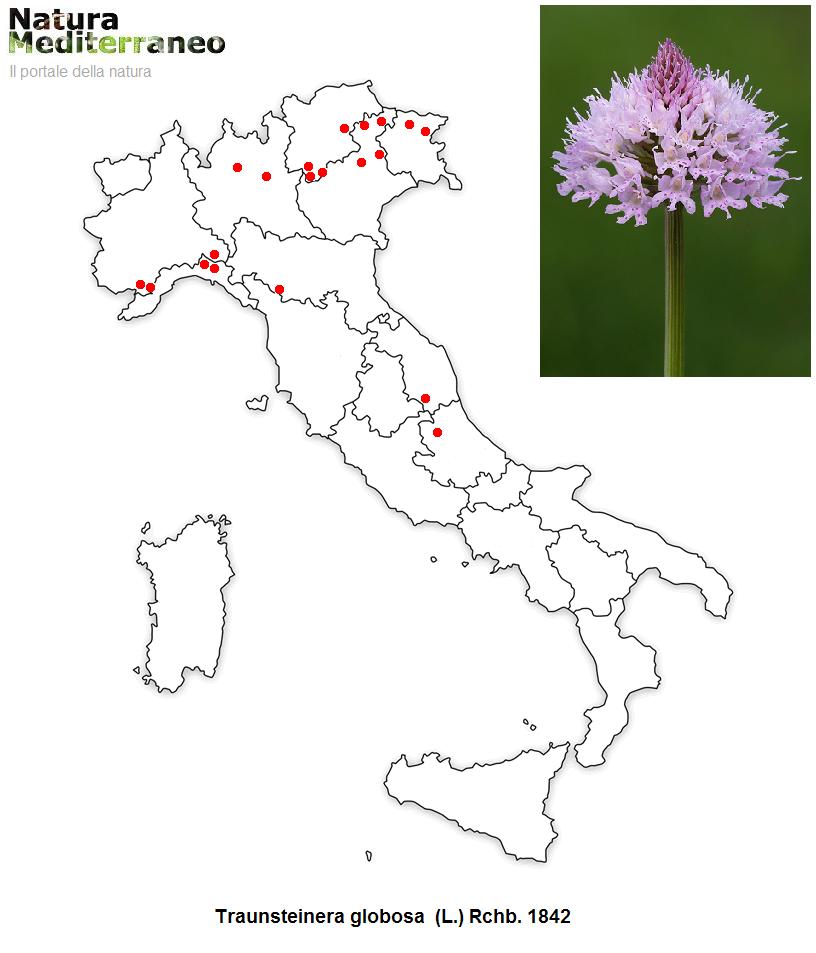 MAPPE DI DISTRIBUZIONE ORCHIDEE SPONTANEE - Prima parte