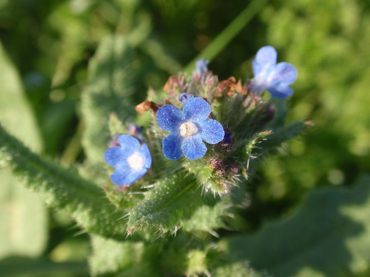 DALLE COLLINE ASTIGIANE:  Anchusa sp... ?