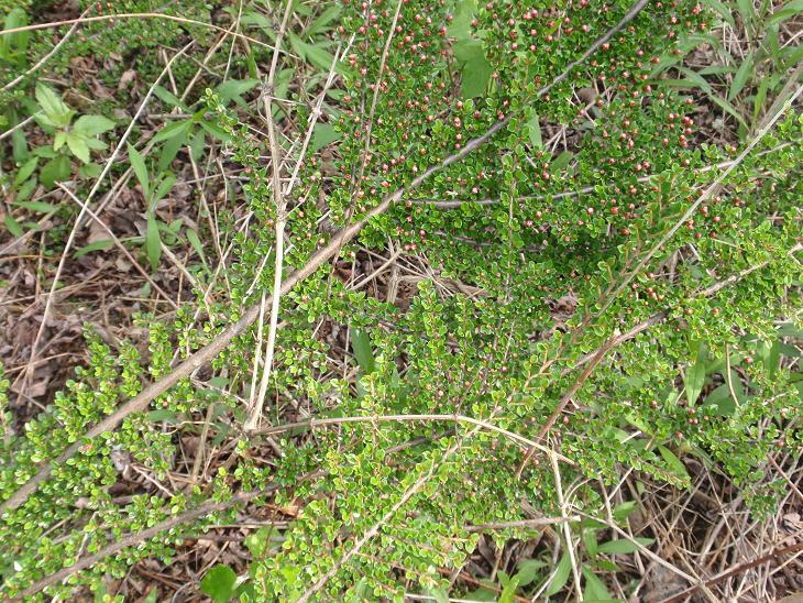 Cotoneaster apiculata ??