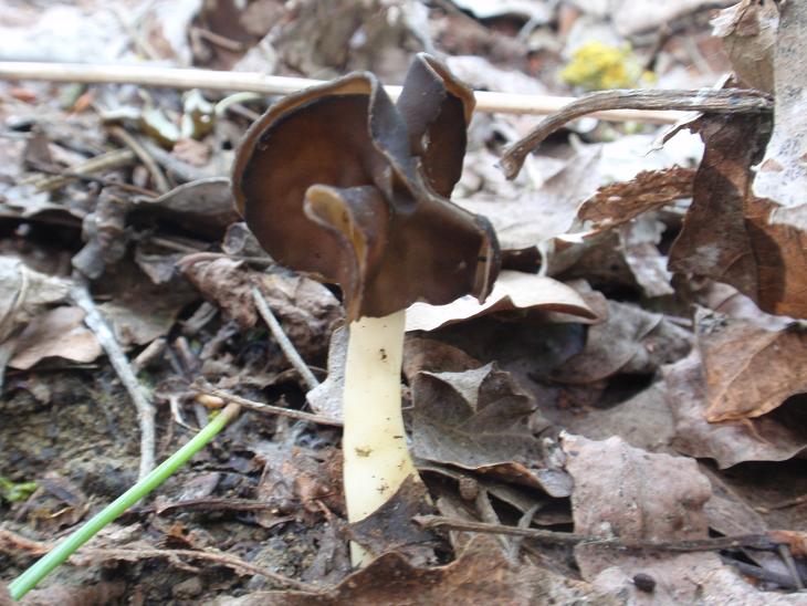 Colline astigiane: Helvella monachella