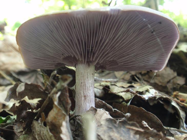 Colline astigiane 2 (cfr. Lepista sordida)