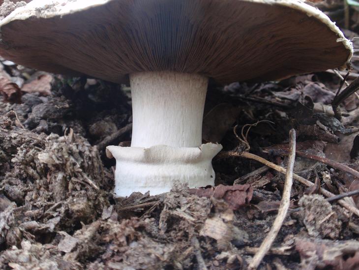 Funghi dalle colline astigiane: Agaricus bitorquis?
